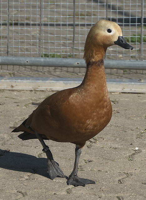 力表现