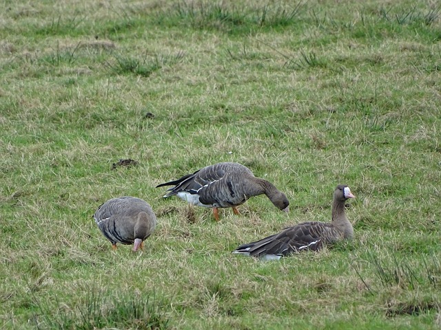 球迷们翘首 球迷们翘首